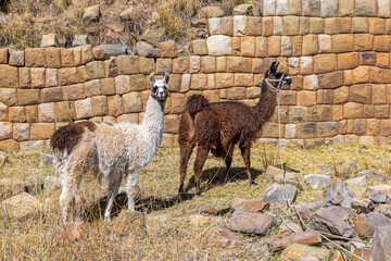 Fototapeta premium Two llama (Lama glama) in front of an Inca Wall on the Moon Island, Titicaca Lake, Bolivia.