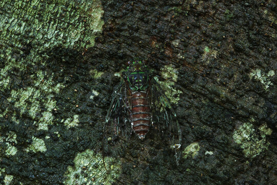 The Higurashi cicada, also known as the Evening Cicada (Tanna japonensis), is an insect in the family Cicadidae.