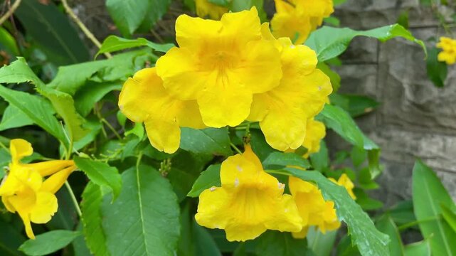 4K Macro Video of Yellow Tecoma Stans Flowers Swaying in Garden