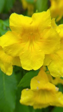4K Macro Video of Yellow Tecoma Stans Flowers Swaying in Garden