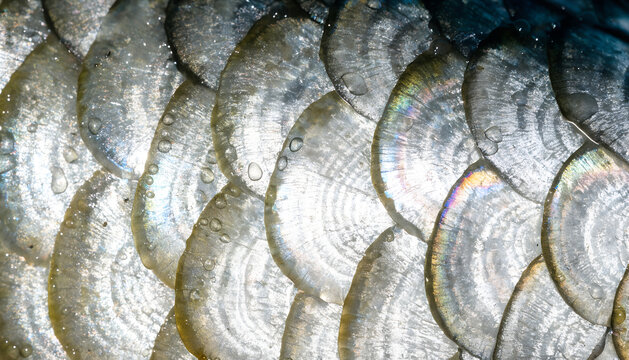 Extreme macro close-up of fresh carp fish scales filling entire frame, large cycloid scales with concentric growth rings visible, silvery iridescent surface