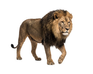 Lion walking cautiously towards the camera reveals its muscular build and flowing dark mane in this clear isolated studio shot. © Rokibul