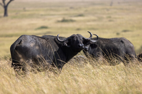 Two African buffalo standing face to face in tall grass on savanna. Masai Mara National Reserve Kenya.