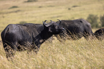 An African buffalo standing in tall grass on the open savanna. Masai Mara National Reserve Kenya. © TheStorygrapher