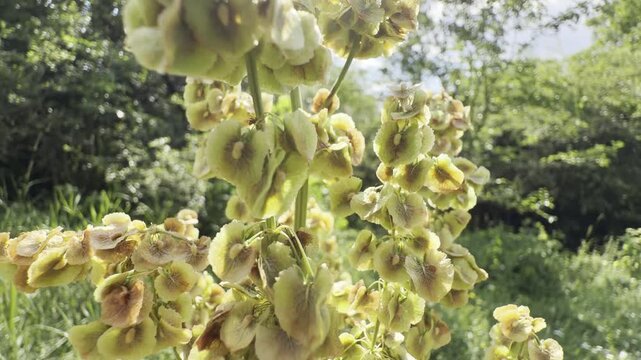 Backlit dock seed heads (Rumex) ripening from green to amber on a summer meadow plant, papery winged valves glowing against soft green bokeh