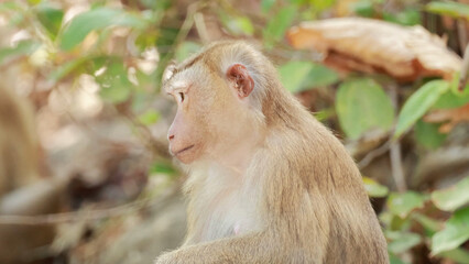 Obraz premium Side Profile of a Southern Pig-Tailed Macaque in Phuket Forest