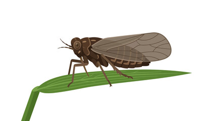 Brown Insect on Green Leaf Isolated