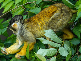 Squirrel monkey perched on branch, alert gaze, natural light © Ludovic