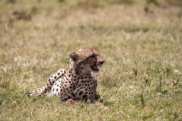Cheetah lying in the grass with its mouth. Masai Mara National Reserve Kenya. © TheStorygrapher