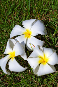 Wthie frangipani flower or Kamboja merah