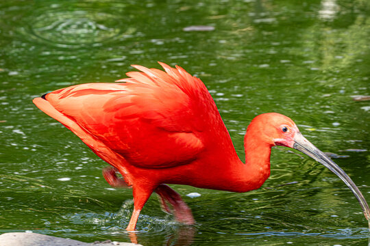 Ibis rouge
