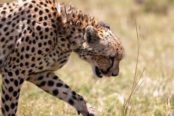 Cheetah lowering its head close to the ground while walking. Masai Mara National Reserve Kenya. © TheStorygrapher