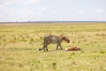 A cheetah walks across the grassland beside a gazelle carcass it has. Masai Mara National Reserve Kenya. © TheStorygrapher