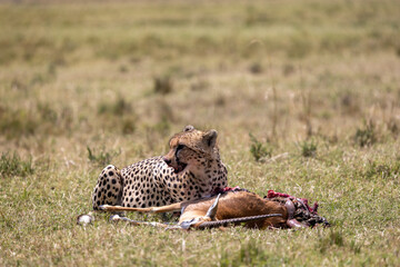 Cheetah with a bloodied face lying next to its gazelle kill. Masai Mara National Reserve Kenya. © TheStorygrapher