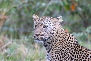 Close-up portrait of an African leopard against green foliage. Masai Mara National Reserve Kenya. © TheStorygrapher