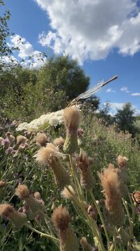 Long-winged insect taking off above creeping thistle seed heads and white wild carrot in a late-summer meadow, under a blue sky with white cumulus clouds