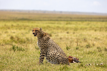 Cheetah sitting beside its gazelle kill on grassland in Kenya. Masai Mara National Reserve Kenya. © TheStorygrapher