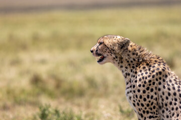 Close-up profile of a cheetah panting with open mouth. Masai Mara National Reserve Kenya. © TheStorygrapher