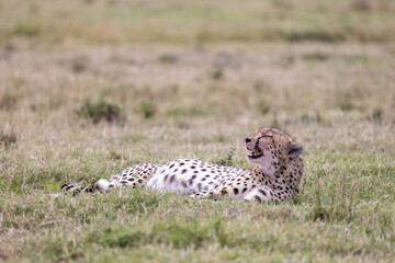 Cheetah lying and resting in the grassland in Kenya. Masai Mara National Reserve Kenya. © theStorygrapher