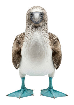 Blue-footed booby bird stands in a frontal view with vibrant blue feet isolated transparent background image