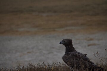 Wild Adult Martial Eagle Profile Portrait in Ngorongoro © Della