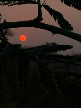 Amazing sunrise framed on tree