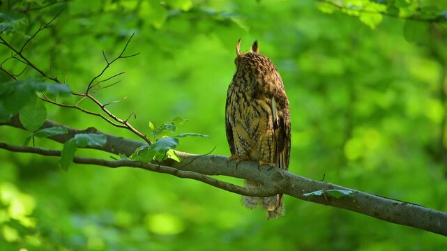 Waldohreule (Asio otus), sitzt im Buchenwald auf einem Ast