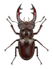 Fototapeta premium Dark brown stag beetle with prominent curved mandibles and glossy exoskeleton isolated transparent background image