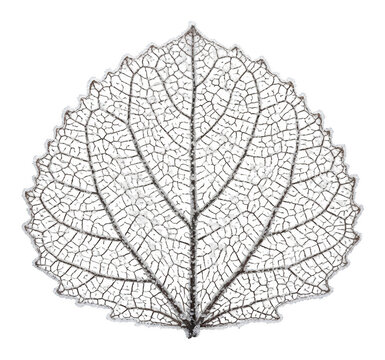 Detailed brown leaf skeleton with white frost on edges showing intricate veins isolated transparent background image