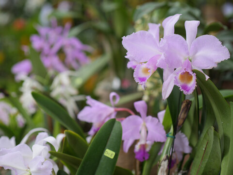 purple and white cattleya