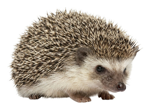 Cute African Pygmy Hedgehog stands in side profile showing sharp prickly quills isolated transparent background image