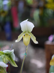 White and Green Slipper Orchid with Striped Petals © Alejandra