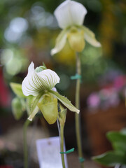 White and Green Slipper Orchid with Striped Petals © Alejandra