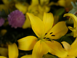 Obraz premium yellow lily flower