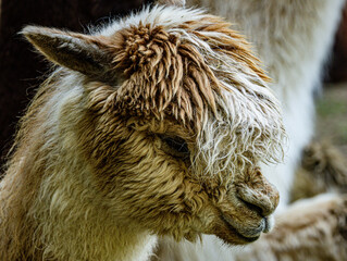 Alpaca Portrait in Natural Outdoor Environment © Ludovic