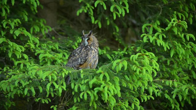 Waldohreule (Asio otus), sitzt im Fichtenwald auf einem Ast