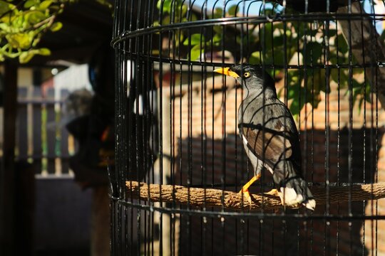 A Javan Myna inside a cage is seen perched on a branch placed between the cages.