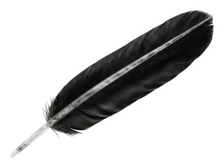 Elegant black bird feather with a translucent quill lies diagonally on an isolated transparent background image © Neo