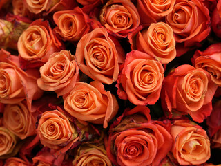 Fototapeta premium bouquet of red roses