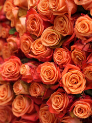 Fototapeta premium Flower: Orange roses Scientific name: Rosa spp. Family: Rosaceae Type: Cut roses / cultivated roses Color: Orange, coral, salmon