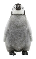 Fuzzy gray baby penguin chick stands looking upward with soft downy fur isolated transparent background image © PNG World