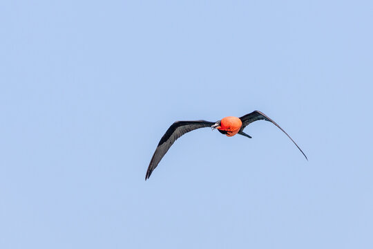 Male Magnificent Frigatebird flying with inflated red gular sac against a clear blue sky