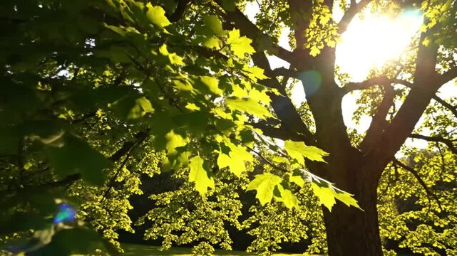 Sunlight shining through vibrant green leaves of a mature tree on a sunny summer day, nature scene