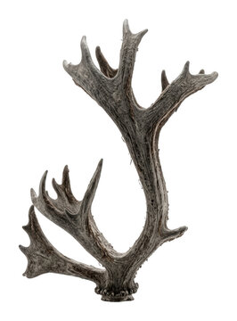 Gnarled weathered deer antlers with a rustic bone texture and points isolated transparent background image