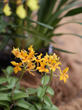 Orange and yellow Epidendrum orchid flowers in bloom