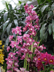 Cymbidium orchid Scientific name: Cymbidium hybrid Family: Orchidaceae Type: cultivated hybrid orchid Colors: pink, mauve, burgundy, purple © Alejandra