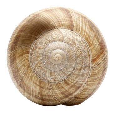 Large, light brown snail shell with intricate ridged spiral pattern and smooth isolated transparent background image