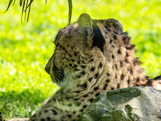 Close-Up Portrait of a Cheetah Looking Forward © Ludovic