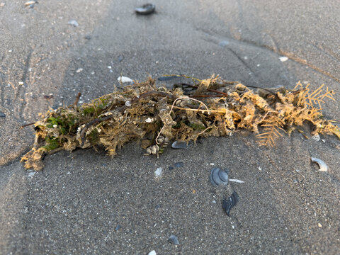 Seaweed wrack and shells washed ashore on wet sandy beach