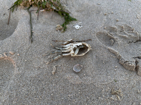 Dead crab remains on sandy beach with seaweed and shell fragments